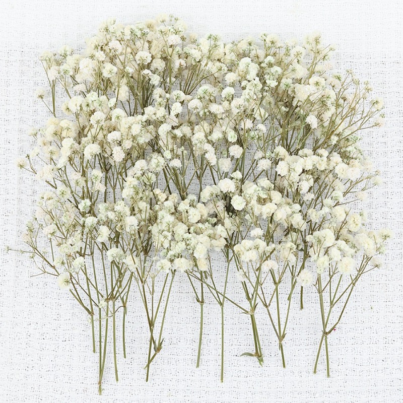 50 piezas de flores de gypsoph - Dried Flower Bulk reseña y precio
