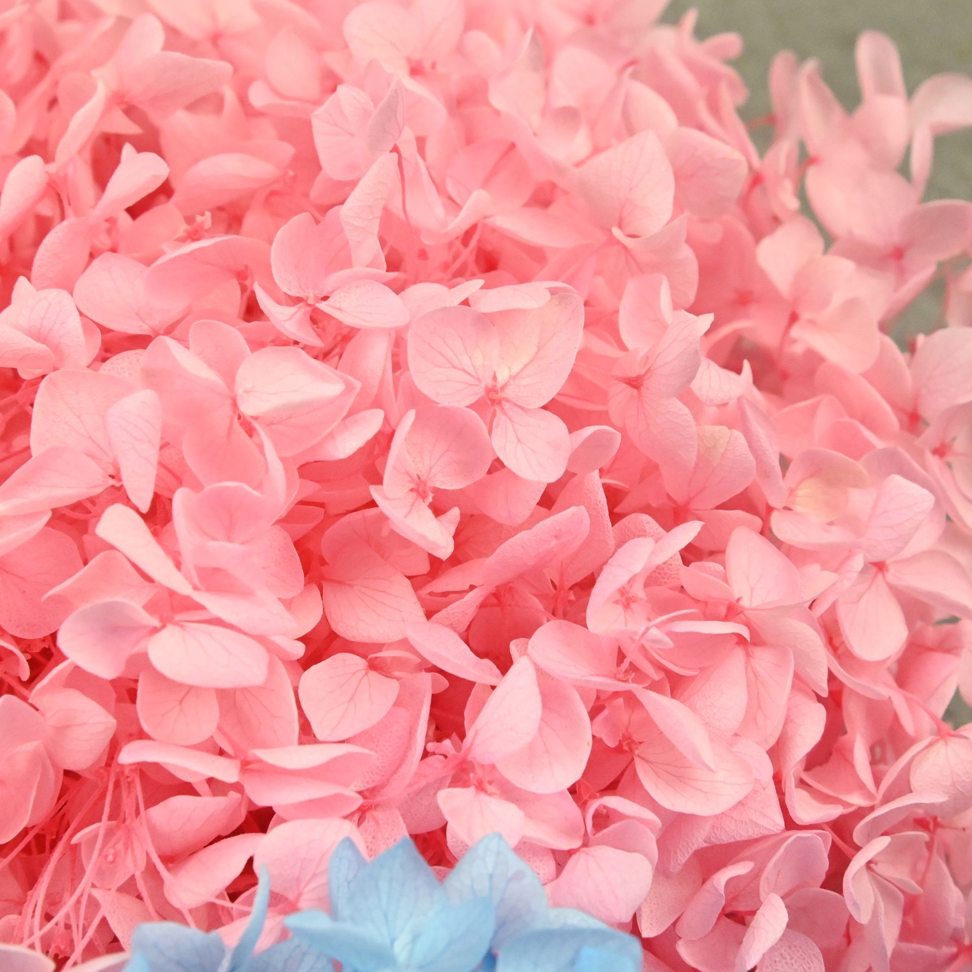 Pétalos de Hortensia Naturales - Dried Flower Bulk reseña y precio